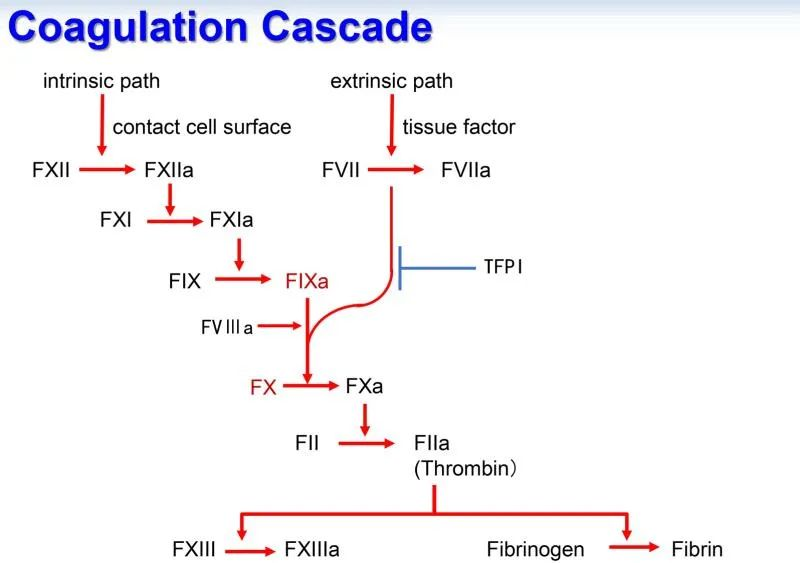 全球首款：辉瑞TFPI抗体三期临床成功