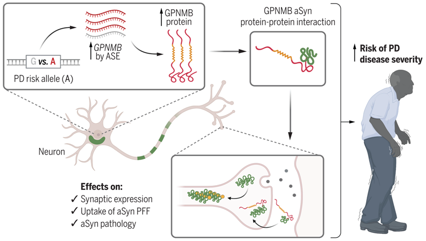 Science：血液样本中GPNMB浓度的增加可能是帕金森病的一种生物标志物