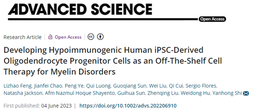 Adv Sci： 开发通用供者干细胞疗法，有望治疗卡纳万病等退行性脑疾病