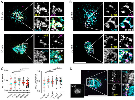 PNAS：新研究揭示网格蛋白在免疫突触中起着关键作用