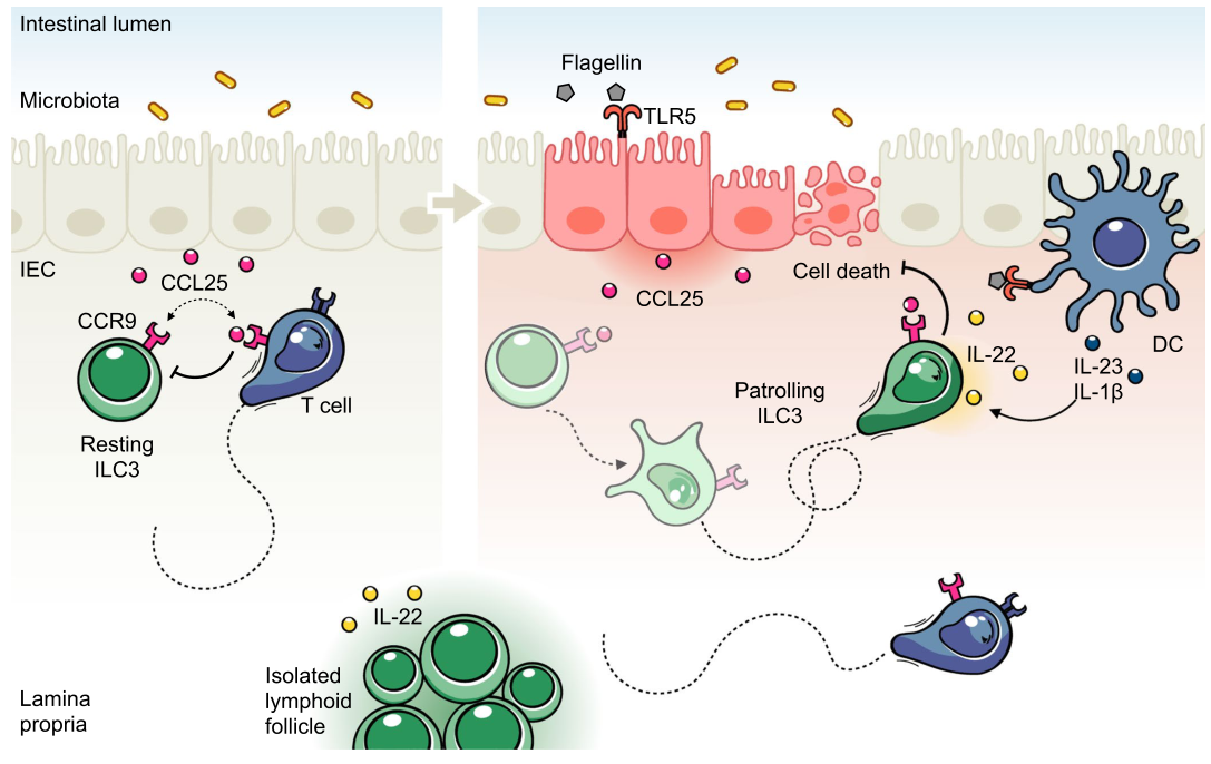 Nature Immunology：炎症触发ILC3巡视肠道屏障