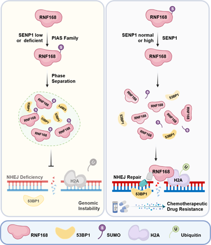 研究揭示SUMO化修饰通过调控液-液相分离来影响NHEJ修复效率和肿瘤细胞耐药的分子机制
