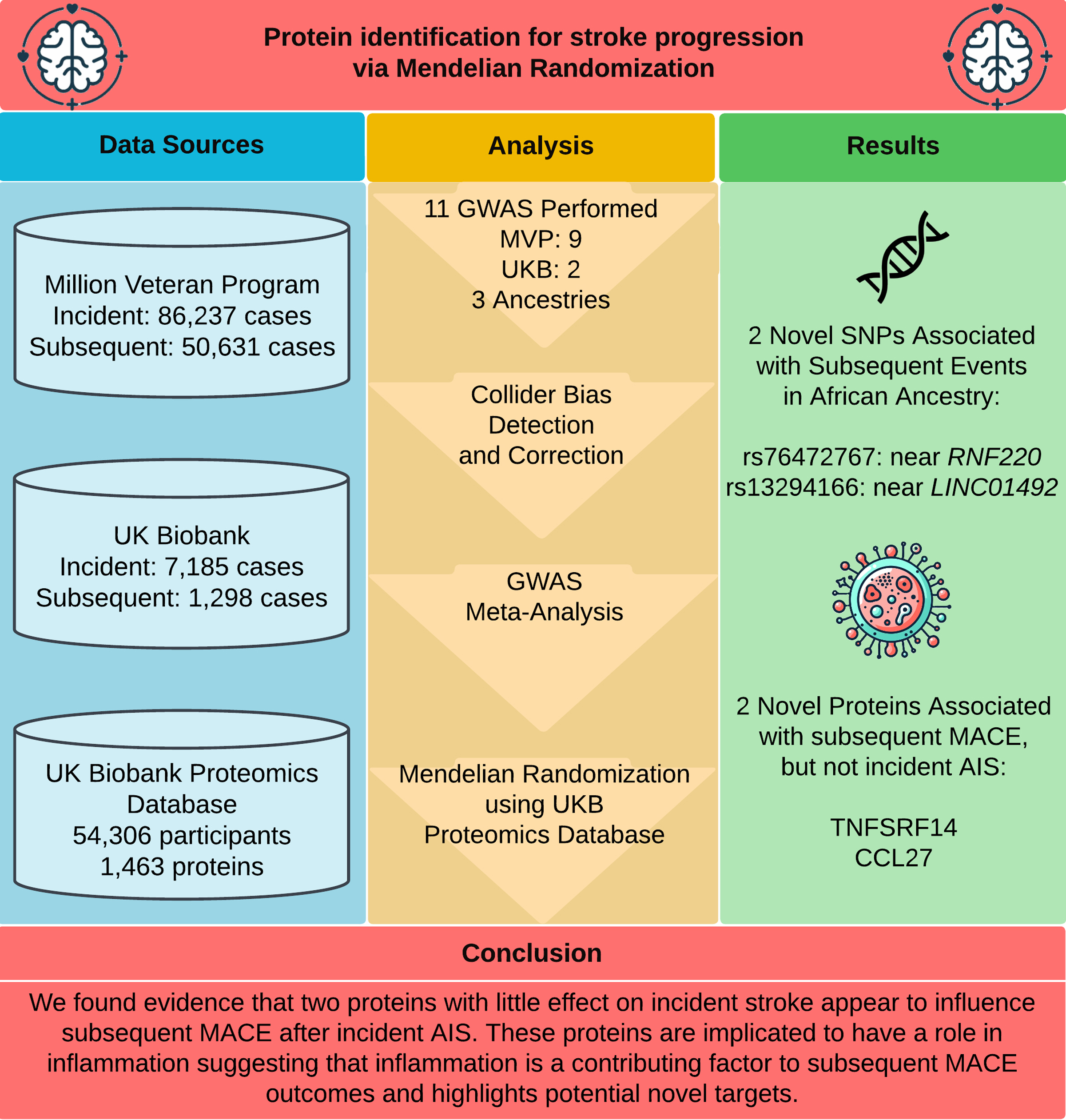 Stroke：科学家识别出两种能促进人类中风复发的特殊蛋白