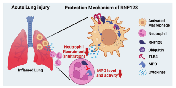 Cell Death and Disease: RNF128有望成为ALI药物干预的候选药物