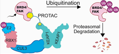 E3连接酶PROTACs擂台：KEAP1 vs. CRBN，哪方胜？