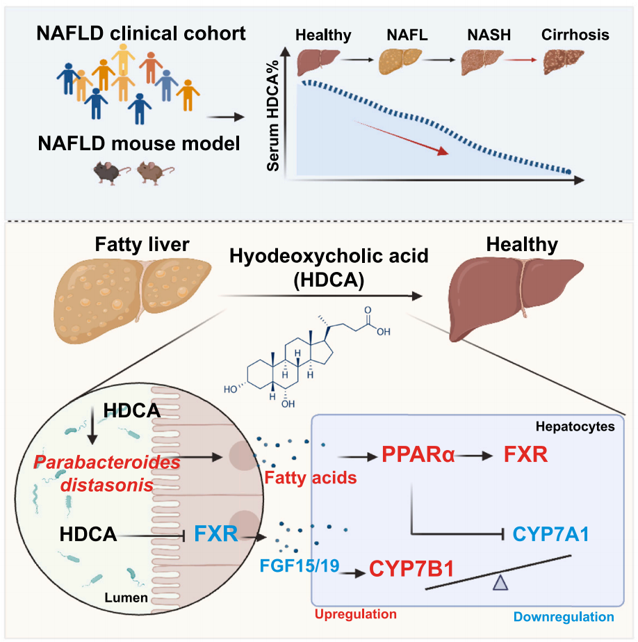 Cell子刊：贾伟/郑晓皎/贾伟平团队揭示猪去氧胆酸通过调控肠肝轴治疗非酒精性脂肪性肝病的机制