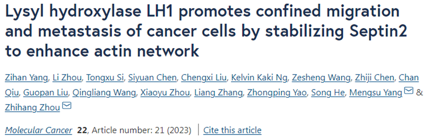 Mol Cancer：我国科学家揭示赖氨酸羟化酶1促进肝癌细胞和胰腺癌细胞迁移和转移