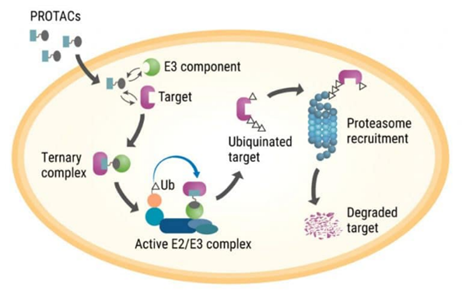 E3连接酶PROTACs擂台：KEAP1 vs. CRBN，哪方胜？