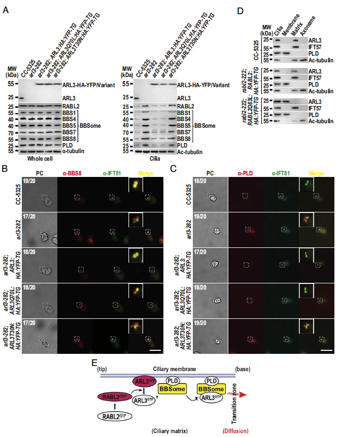 PNAS：天津科技大学樊振川实验室揭示纤毛信号蛋白通过RABL2-ARL3-BBSome框调控其逆向扩散跨越纤毛过渡区的分子机制