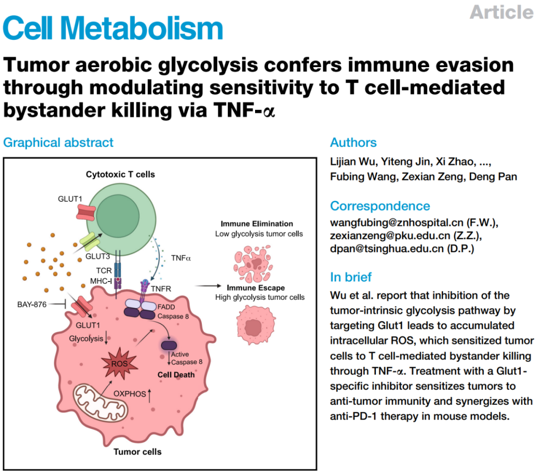 《细胞·代谢》：清华/北大/武大团队强强合作，揭示有氧糖酵解调控癌症免疫逃逸的全新机制