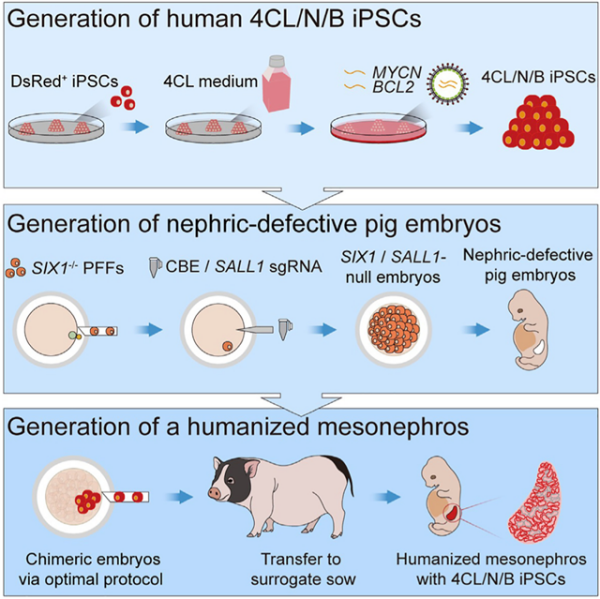研究人员在猪体内再造出人体中期肾脏