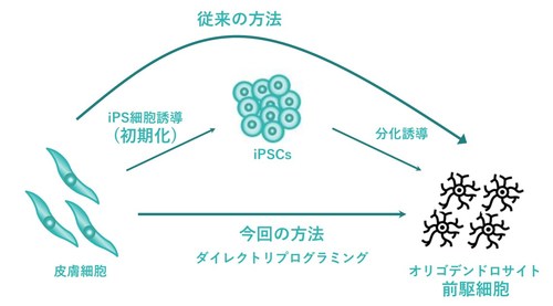 GMP cell CDMO I Peace, Inc. in collaboration with universities successfully converted human dermal fibroblasts into oligodendrocyte by direct reprogramming