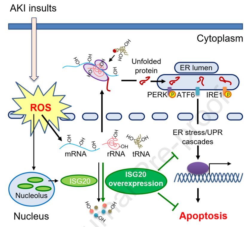 Molecular Therapy: ISG20介导的靶向RNA氧化是治疗急性肾损伤的一种潜在策略