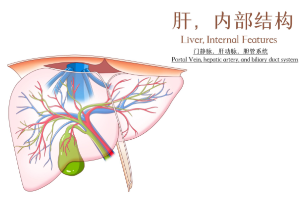 胆管癌一线免疫治疗！欧盟CHMP推荐批准Imfinzi+化疗：显著延长生存期！