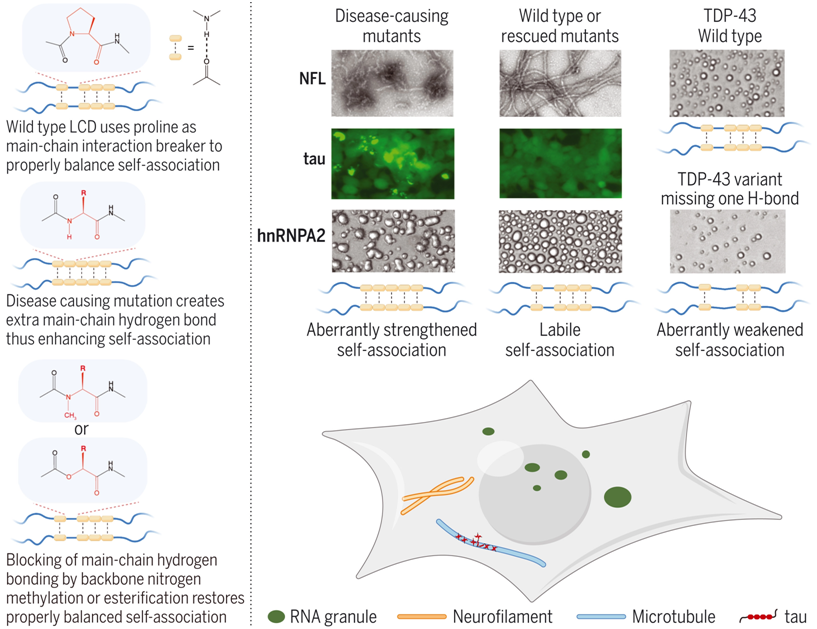 Science：与神经系统疾病相关的突变增强低复杂性蛋白序列的自我结合