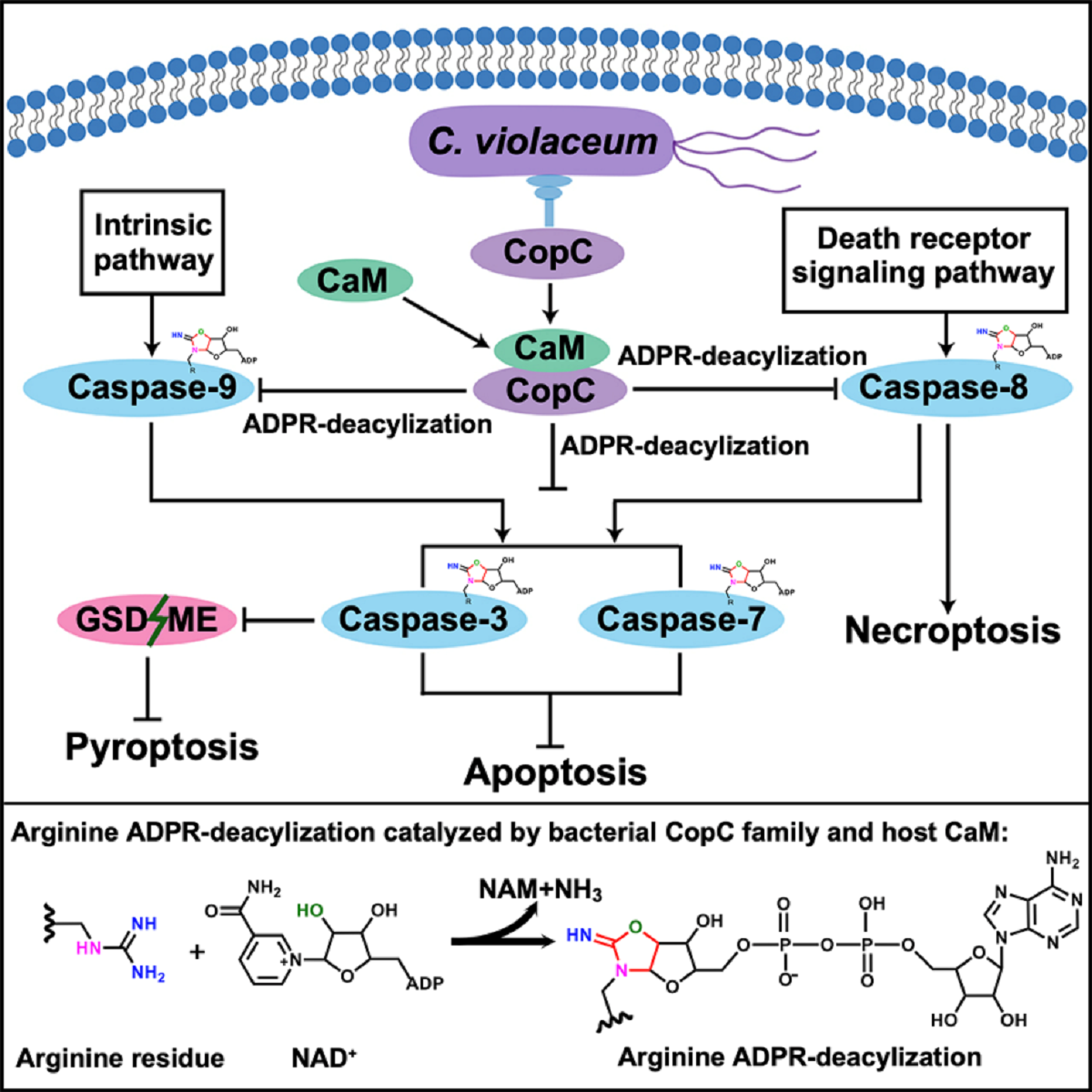 Molecular Cell：揭示病原菌感染新策略