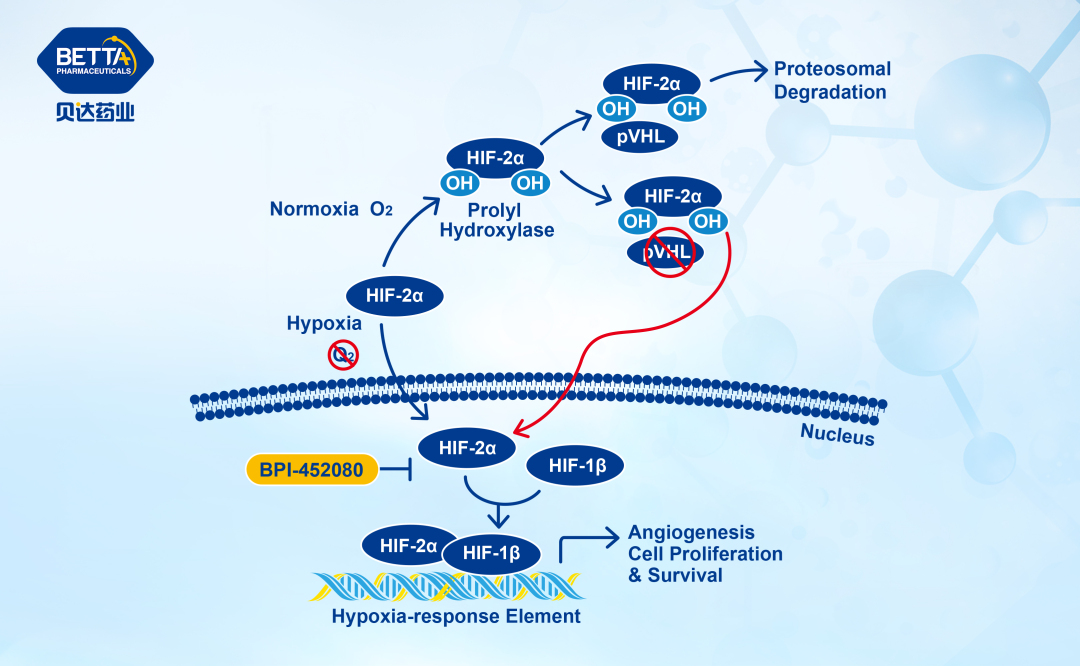 贝达药业HIF-2α抑制剂BPI-452080Ⅰ期临床研究首例受试者入组