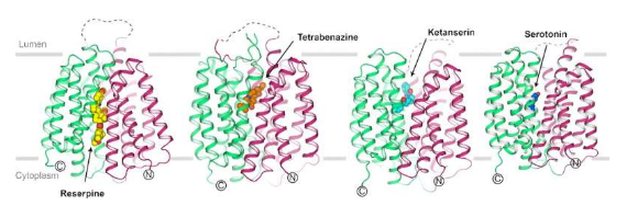 Nature：中国科学家利用冷冻电镜技术揭示VMAT2的转运和抑制机制