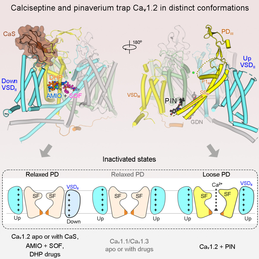 颜宁最新Cell论文：揭示药物调控钙离子通道Cav1.2的结构基础