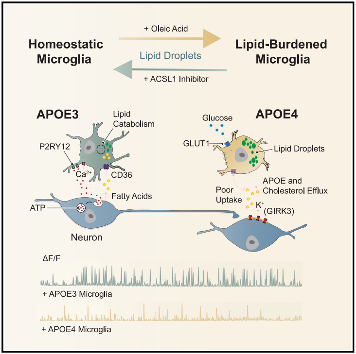 《细胞》子刊：APOE4让小胶质细胞变得“油腻”，神经元活动被抑制！