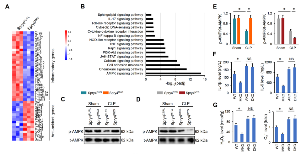 Redox Biology: 巨噬细胞球蛋白4缺乏减轻脓毒症所致小鼠急性肺损伤