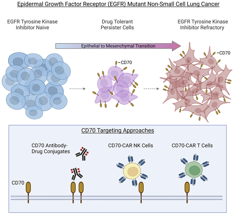 Cancer Cell：靶向CD70有望治疗EGFR突变型非小细胞肺癌