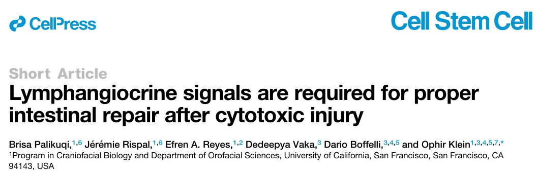 Cell Stem Cell：淋巴管分泌信号是细胞毒性损伤后肠道修复所必需的