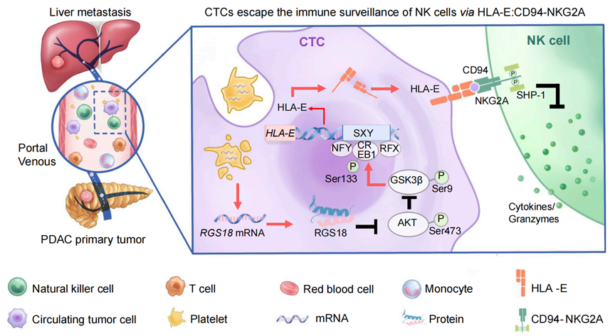 Cancer Cell：华西科学家发现肿瘤细胞竟靠偷吃血小板来逃脱免疫监视！