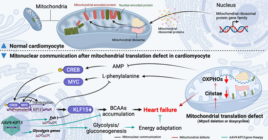 Nature子刊：浙大陈静海团队揭示心肌细胞线粒体蛋白翻译缺陷触发的线粒体与细胞核的信号互作网络调控机制