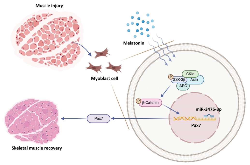 台湾的中国医科大学研究者指出褪黑素通过增加Pax7的表达改善肌肉损伤和分化