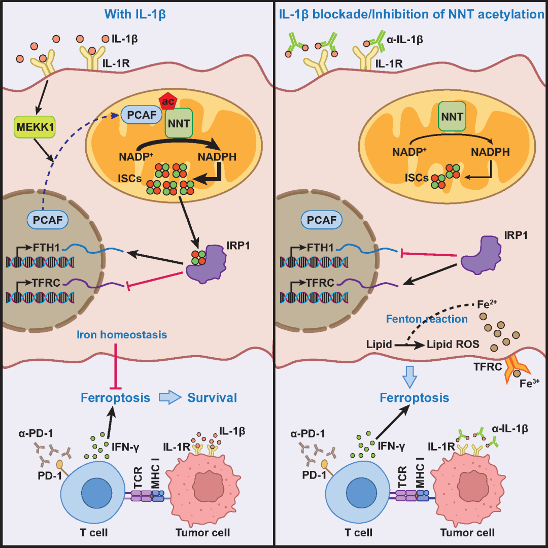 徐瑞华/鞠怀强团队揭示IL-1β通过抑制肿瘤细胞铁死亡，促进肿瘤免疫治疗抵抗