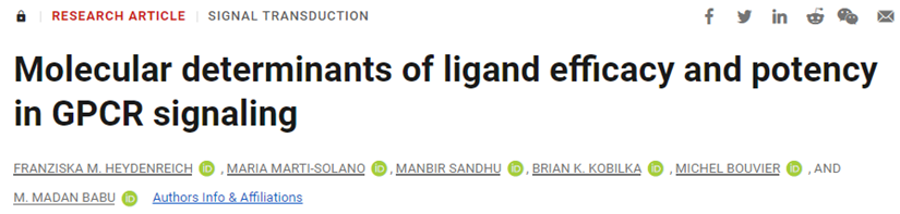 Science：新研究揭示GPCR信号中配体功效和效力的分子决定因素