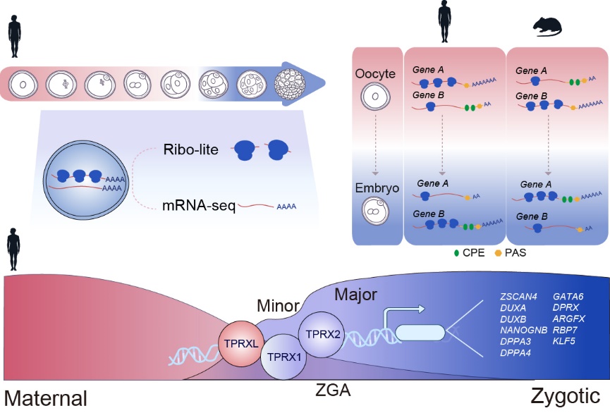 Science:揭示人类早期胚胎翻译组图谱 并发现TPRXs参与人类合子基因组激活