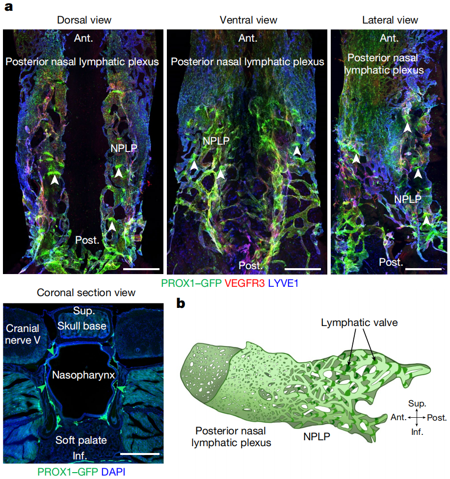 《自然》：科学家终于在鼻子后面找到脑脊液排出的关键枢纽了！