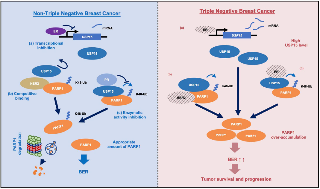 Nature子刊：同济大学毛志勇团队揭示USP15-PARP1信号轴在三阴性乳腺癌进展及治疗中的关键作用