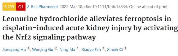 英国药理学: 盐酸益母草碱通过激活Nrf2信号通路减轻顺铂所致急性肾损伤中的铁死亡