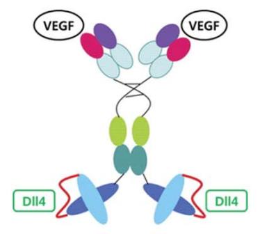 新一代血管生成抑制剂！DLL4xVEGF-A双特异性抗体CTX-009进入全球2期研究，临床受益率达100%!