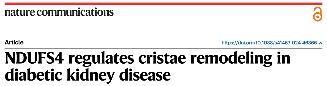 Nature Communications：NDUFS4调节糖尿病肾病的嵴重塑