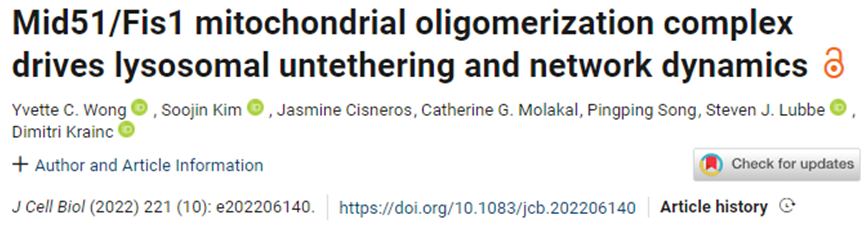 JCB：新研究揭示线粒体外膜蛋白Mid51/Fis1 调节线粒体和溶酶体之间交谈的新机制