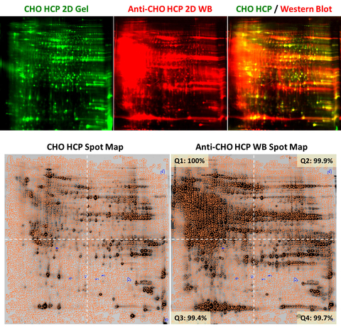 Applied Biomics Launches Anti-Host Cell Protein (HCP) Antibodies with > 95% Coverage