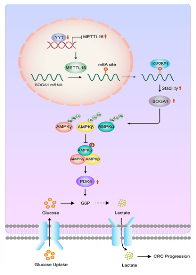 中国科技大学研究者们揭示了METTL16促进糖酵解代谢重编程与结直肠癌进展