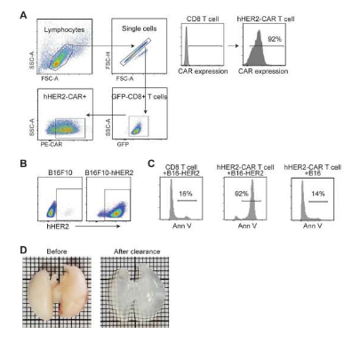 Nat Immunol：科学家揭示如何引导机体免疫细胞大军对抗癌症？