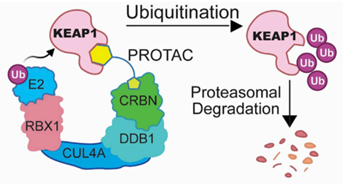 E3连接酶PROTACs擂台：KEAP1 vs. CRBN，哪方胜？