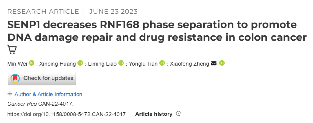 Cancer Res：郑晓峰团队揭示SUMO化修饰通过调控相分离影响DNA修复和肿瘤耐药的机制