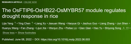 Molecular Plant:浙江大学农学院宋士勇课题组揭示水稻干旱应答的新机制