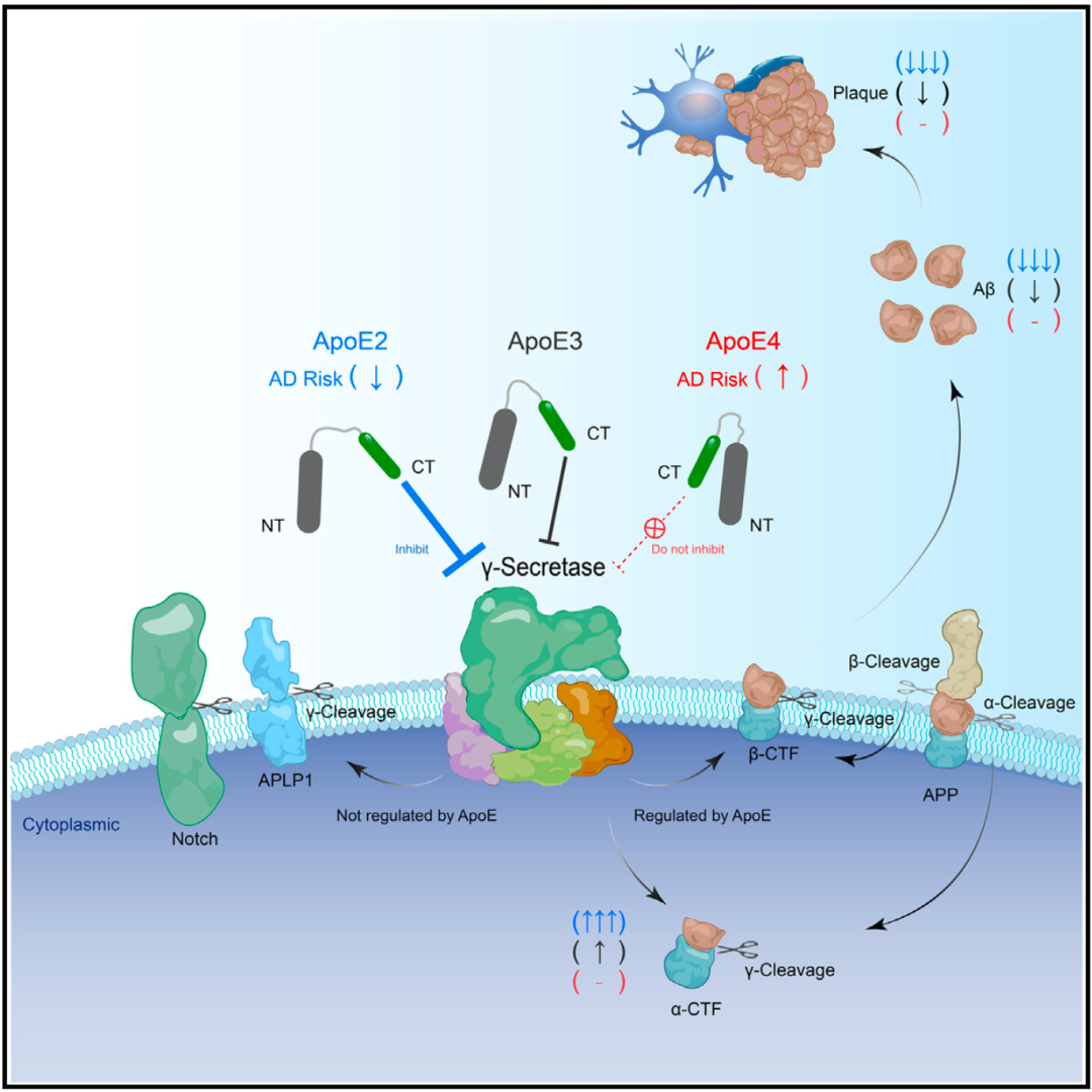 《神经元》：阿尔茨海默病重大突破！上海有机所团队发现APOE蛋白隐秘功能，破解APOE与AD关系差异巨大之迷