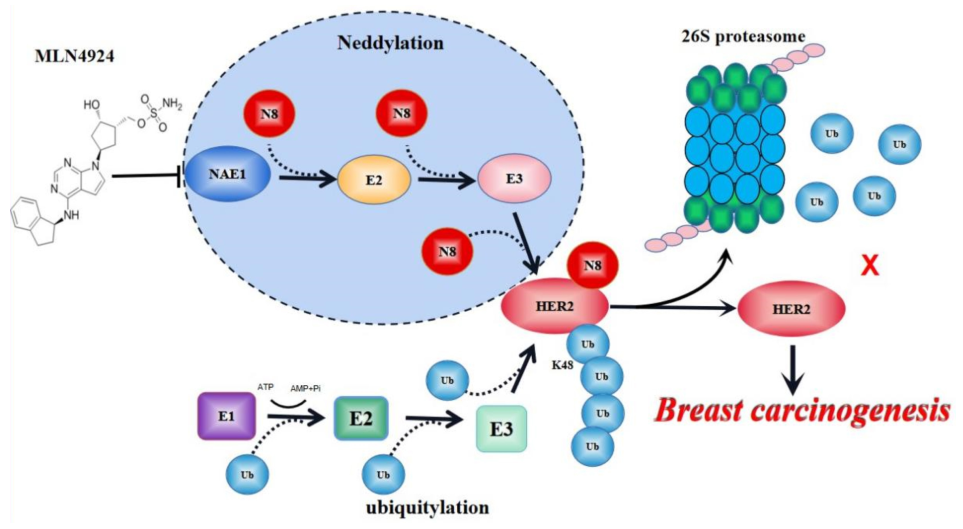 Int. J. Biol. Sci：去甲基化HER2抑制其蛋白质降解促进乳腺癌进展