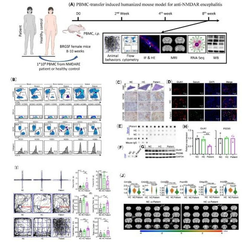 研究人员首次构建人源化抗NMDAR脑炎模型并揭示发病机制及治疗靶点