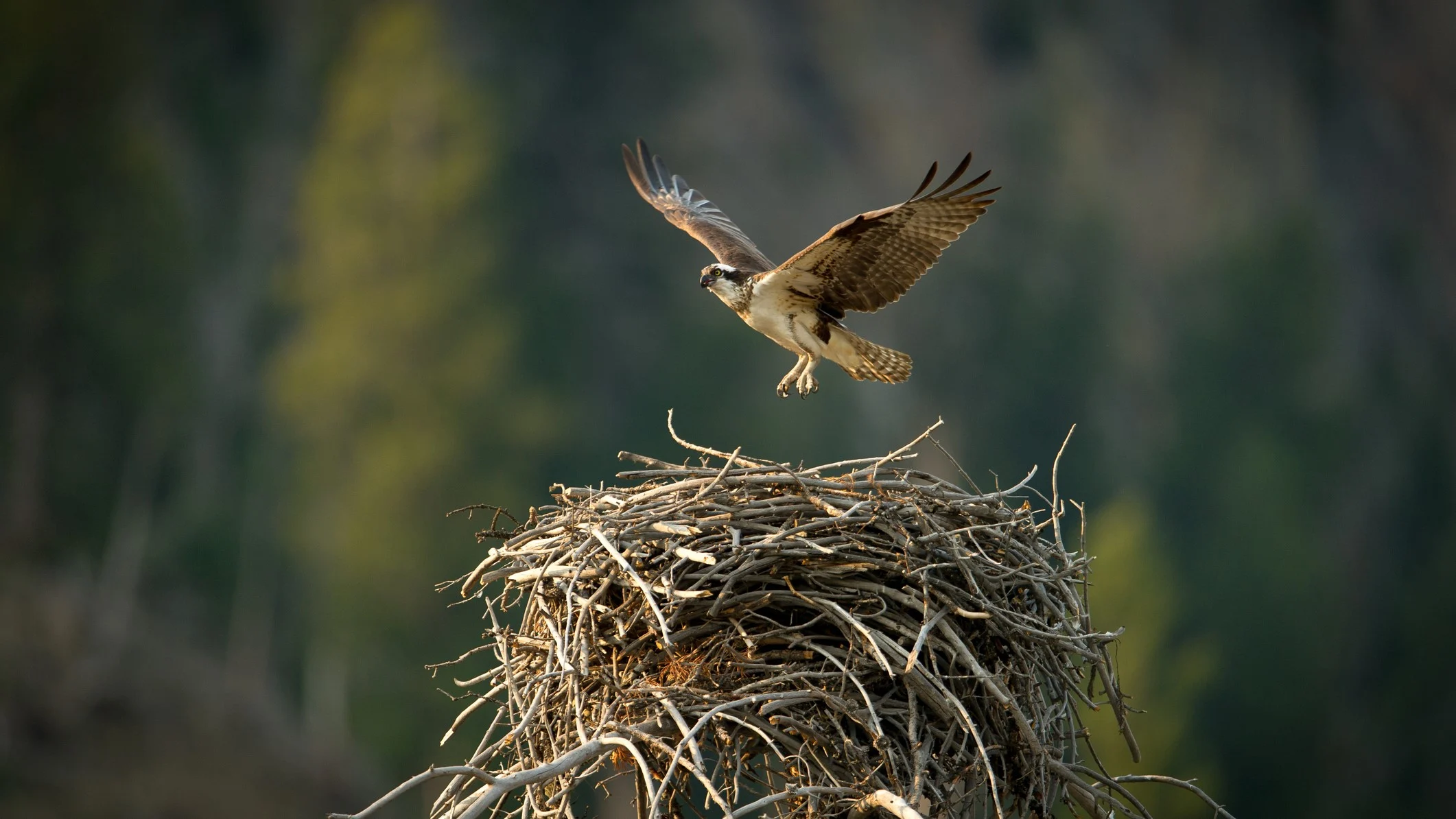 Karuna plunders Goldfinch's nest with hopes of repurposing kidney candidates for neuroscience