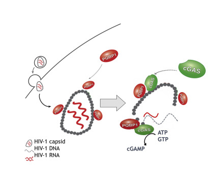 Mol Cell：揭示机体免疫系统利用两步法机制来抵御HIV-1感染的新型分子机制